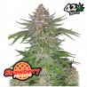 Strawberry Pie Auto · FastBuds Seeds · cannabis seeds · AutoFem