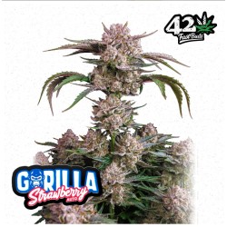 Strawberry Gorilla Auto · FastBuds Seeds · kaufen cannabis samen · AutoFem