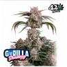 Strawberry Gorilla Auto · FastBuds Seeds · graines de cannabis · AutoFem