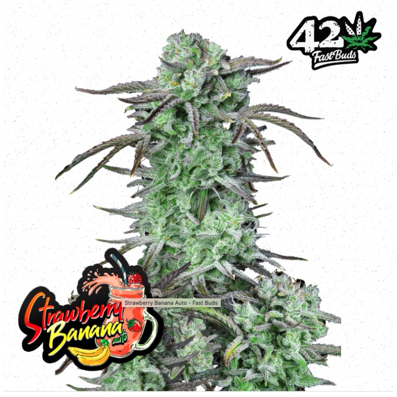 Strawberry Banana Auto · FastBuds Seeds · kaufen cannabis samen · AutoFem