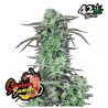Strawberry Banana Auto · FastBuds Seeds · kenevir tohum · Disi · AutoFem