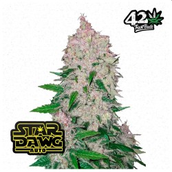 Stardawg Auto · FastBuds Seeds · kaufen cannabis samen · AutoFem