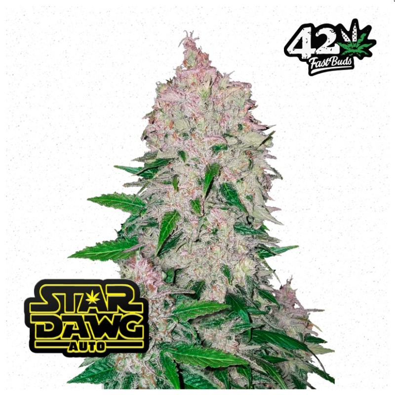 Stardawg Auto · FastBuds Seeds · graines de cannabis · AutoFem