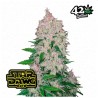 Stardawg Auto · FastBuds Seeds · graines de cannabis · AutoFem