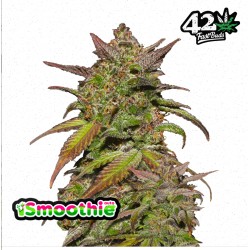 Smoothie Auto · FastBuds Seeds · kaufen cannabis samen · AutoFem