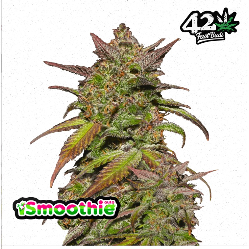 Smoothie Auto · FastBuds Seeds ·graines de cannabis · AutoFem
