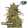 Smoothie Auto · FastBuds Seeds · kenevir tohum · Disi · AutoFem