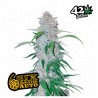 Six Shooter Auto: Hochleistungs-Autoblühende Seeds | Fast Buds