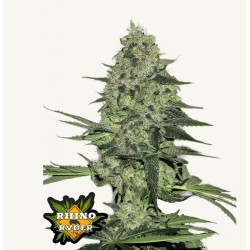 Rhino Ryder Auto · FastBuds Seeds · kaufen cannabis samen · AutoFem