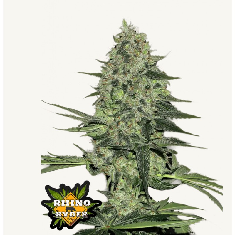 Rhino Ryder Auto · FastBuds Seeds · sementes de maconha · AutoFem