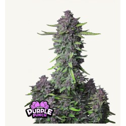 Purple Punch Auto · FastBuds Seeds · kaufen cannabis samen · AutoFem