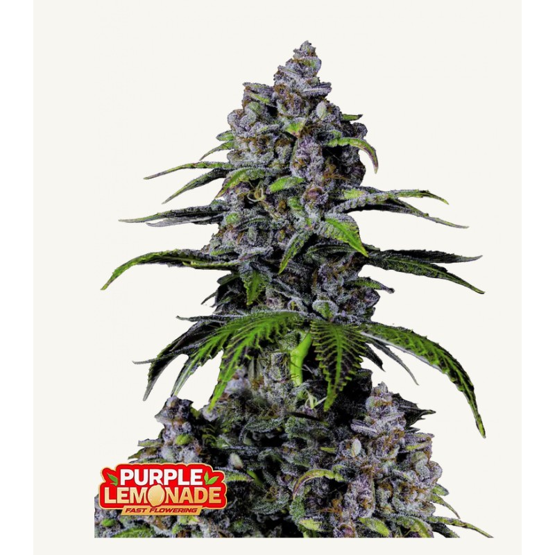 Purple Lemonade FF · FastBuds Seeds · sementes de maconha · Fem