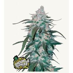 Pineapple Express Auto – Fastbuds Autoflower Samen