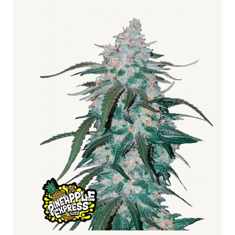 Pineapple Express Auto – Fastbuds Autoflower Samen