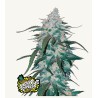 Pineapple Express Auto – Graines Autofloraison Fastbuds