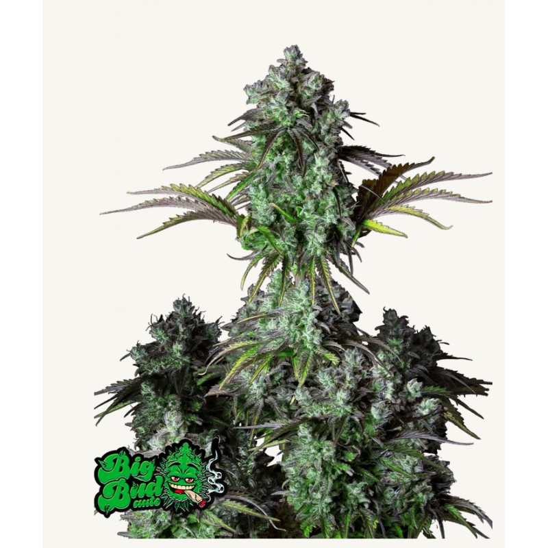 ORIGINAL BIG BUD AUTO · FastBuds Seeds · graines de cannabis · AutoFem