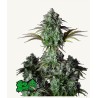ORIGINAL BIG BUD AUTO · FastBuds Seeds · kaufen cannabis samen · AutoFem