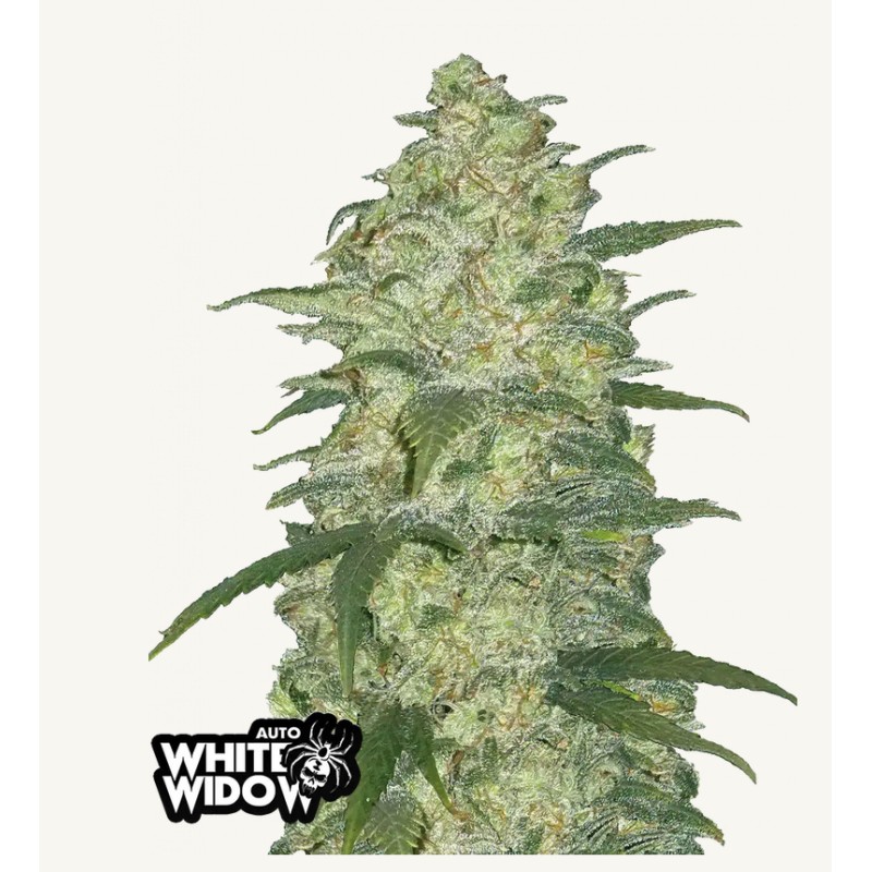 Original Auto White Widow: Die Niederländische Ikone in Autoflower-Form | Fast Buds