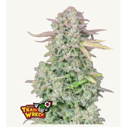 ORIGINAL AUTO TRAINWRECK · FastBuds Seeds · sementes de maconha · AutoFem