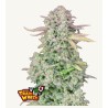 ORIGINAL AUTO TRAINWRECK · FastBuds Seeds · kaufen cannabis samen · AutoFem