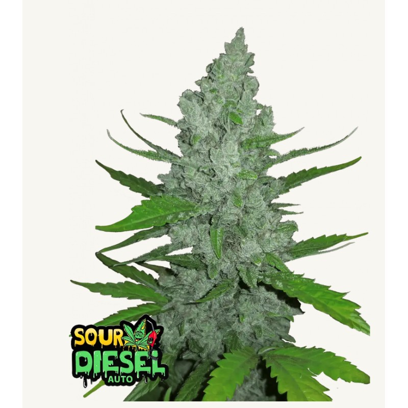Original Auto Sour Diesel · FastBuds Seeds · graines de cannabis · AutoFem
