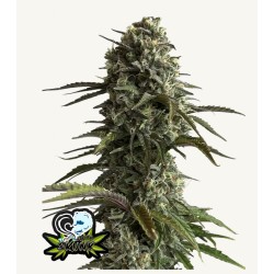 Original Auto Skunk · FastBuds Seeds · kaufen cannabis samen · AutoFem
