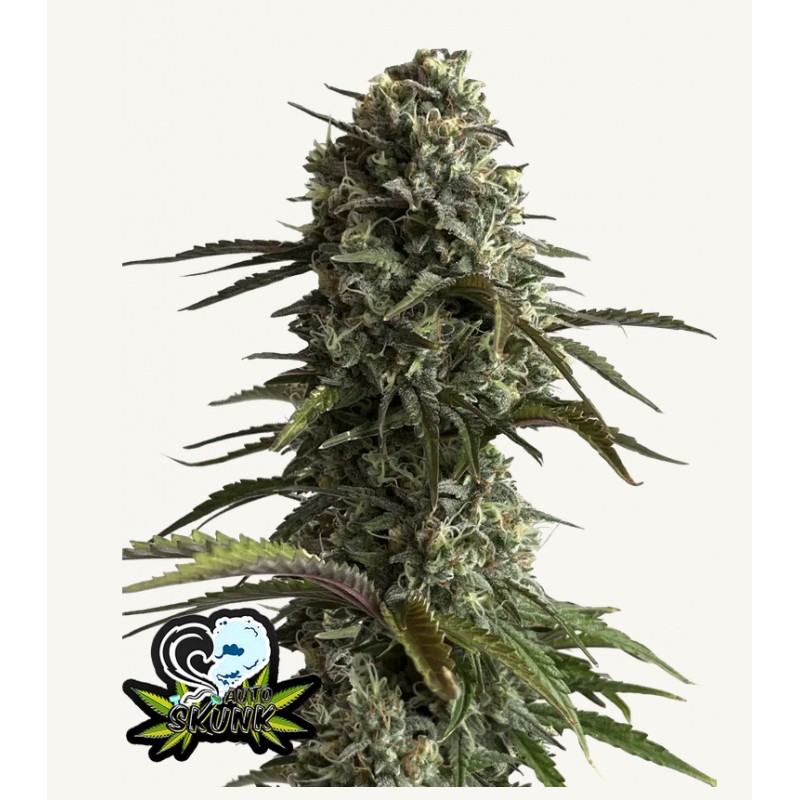 Original Auto Skunk · FastBuds Seeds · graines de cannabis · AutoFem