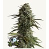 Original Auto Skunk · FastBuds Seeds · graines de cannabis · AutoFem
