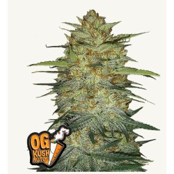 Original Auto OG Kush · FastBuds Seeds · cannabis seeds · AutoFem