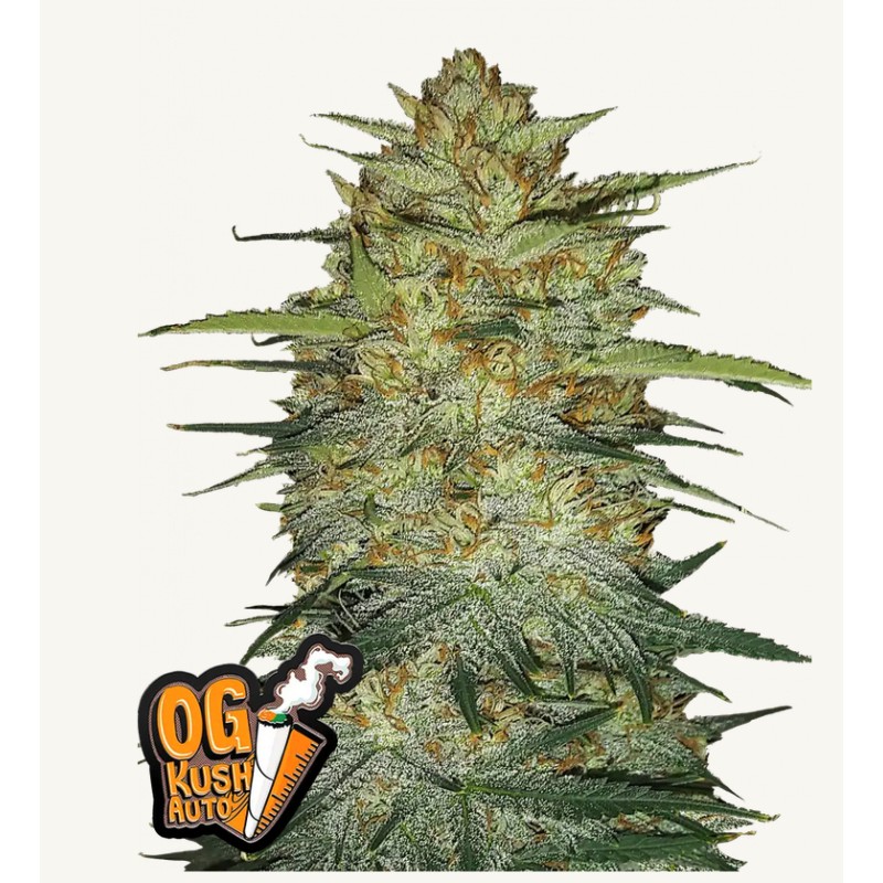 Original Auto OG Kush · FastBuds Seeds · kenevir tohum · Disi · AutoFem