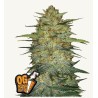 Original Auto OG Kush · FastBuds Seeds · cannabis seeds · AutoFem
