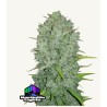 Original Auto Northern Lights – Fastbuds Autoflowering Samen
