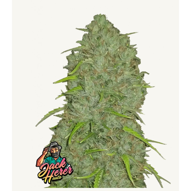 Original Auto Jack Herer · FastBuds Seeds · sementes de maconha · AutoFem