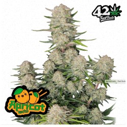 Apricot Auto  · FastBuds Seeds · sementes de maconha · AutoFem
