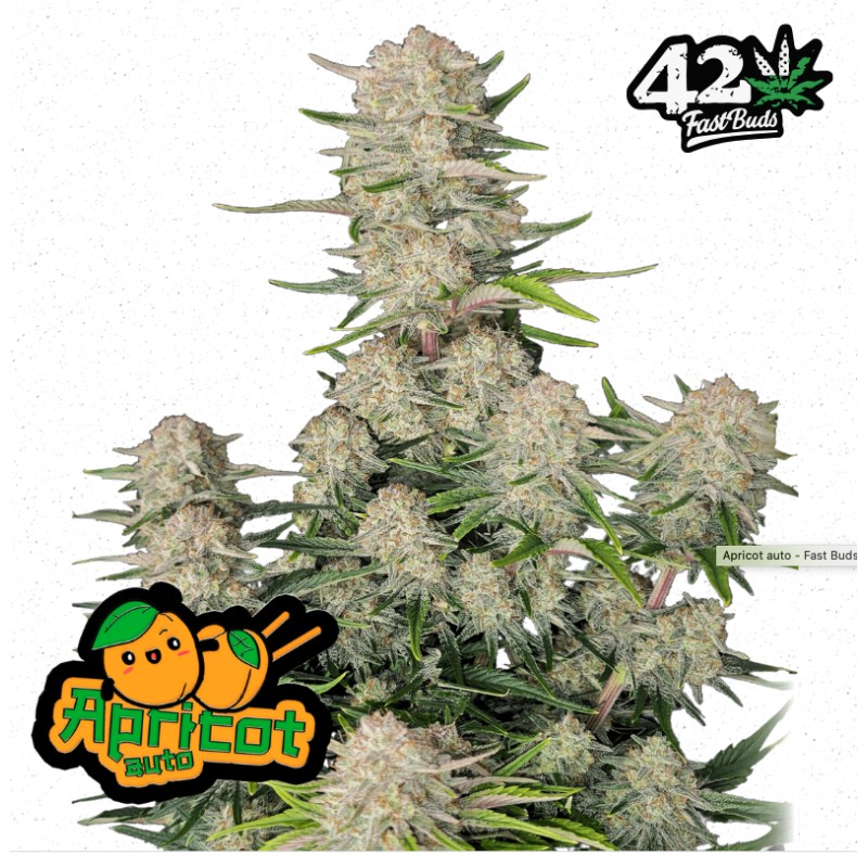 Apricot Auto · FastBuds Seeds · kaufen cannabis samen · AutoFem