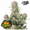 Apricot Auto · FastBuds Seeds · graines de cannabis · AutoFem