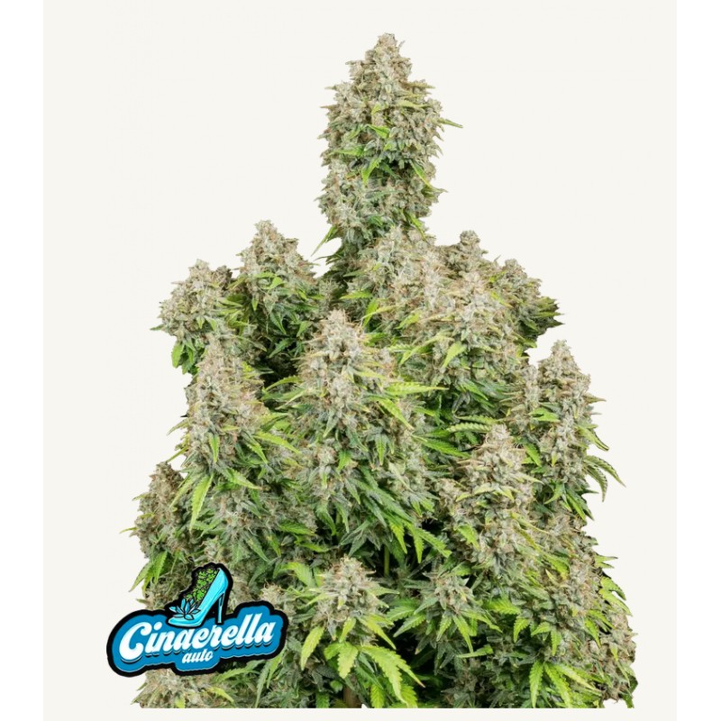 ORIGINAL AUTO CINDERELLA · FastBuds Seeds · kaufen cannabis samen · AutoFem