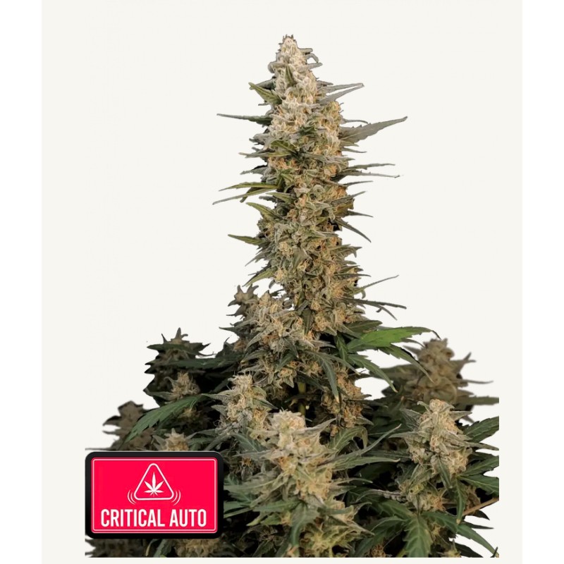 Original Auto Critical · FastBuds Seeds · graines de cannabis · AutoFem