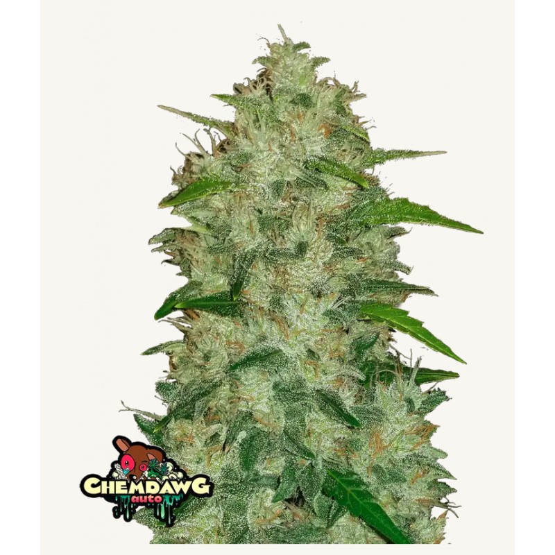 Original Auto Chemdawg · FastBuds Seeds · graines de cannabis · AutoFem