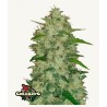 Original Auto Chemdawg · FastBuds Seeds · sementes de maconha · AutoFem