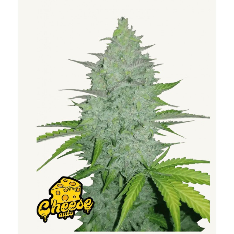 Original Auto Cheese · FastBuds Seeds · sementes de maconha · AutoFem