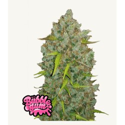 Original Auto BubbleGum · FastBuds Seeds · graines de cannabis · AutoFem