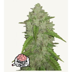Original Auto Amnesia Haze – Sementes Autoflorescentes Fastbuds