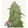 Original Auto Amnesia Haze · FastBuds Seeds · cannabis seeds · AutoFem