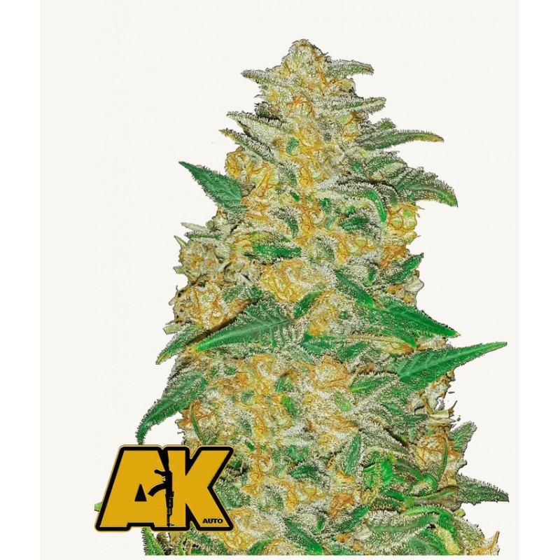 Original Auto AK · FastBuds Seeds · kaufen cannabis samen · AutoFem