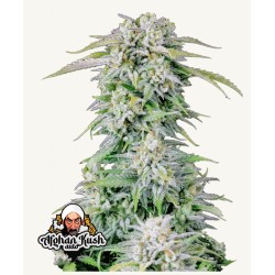 ORIGINAL AUTO AFGHAN KUSH · FastBuds Seeds · cannabis seeds · AutoFem