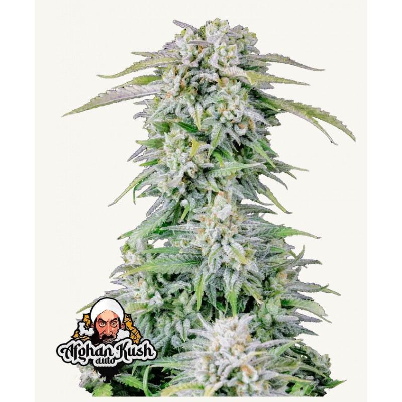 ORIGINAL AUTO AFGHAN KUSH · FastBuds Seeds · graines de cannabis · AutoFem