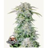 ORIGINAL AUTO AFGHAN KUSH · FastBuds Seeds · kaufen cannabis samen · AutoFem