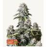 Orange Sherbet FF · FastBuds Seeds · sementes de maconha · Fem