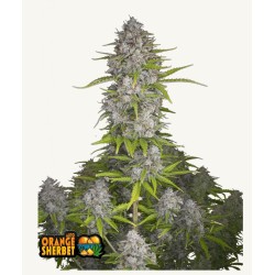 Orange Sherbet Auto · FastBuds Seeds · sementes de maconha · AutoFem